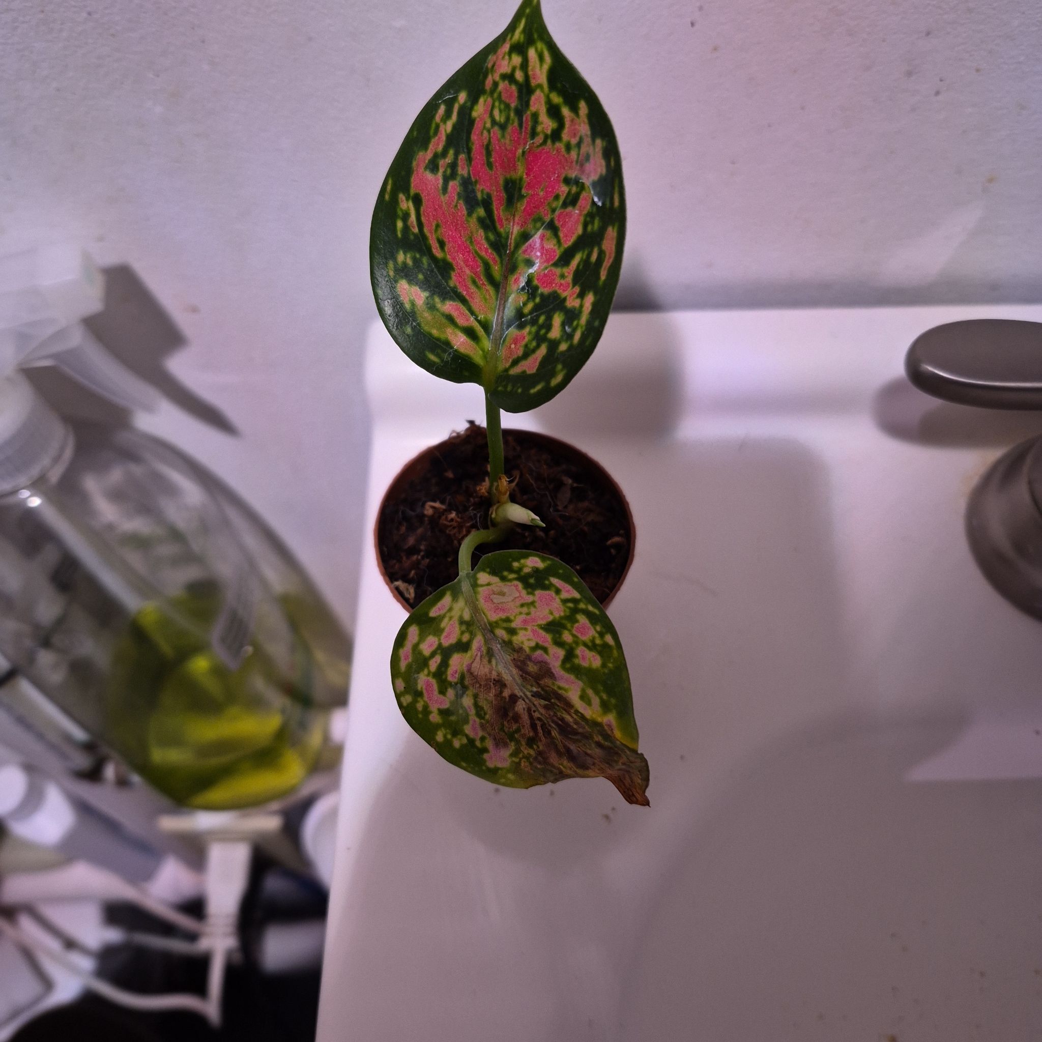 Photo of the plant species chinese evergreen by @norahaefele named Beyonce on Greg, the plant care app