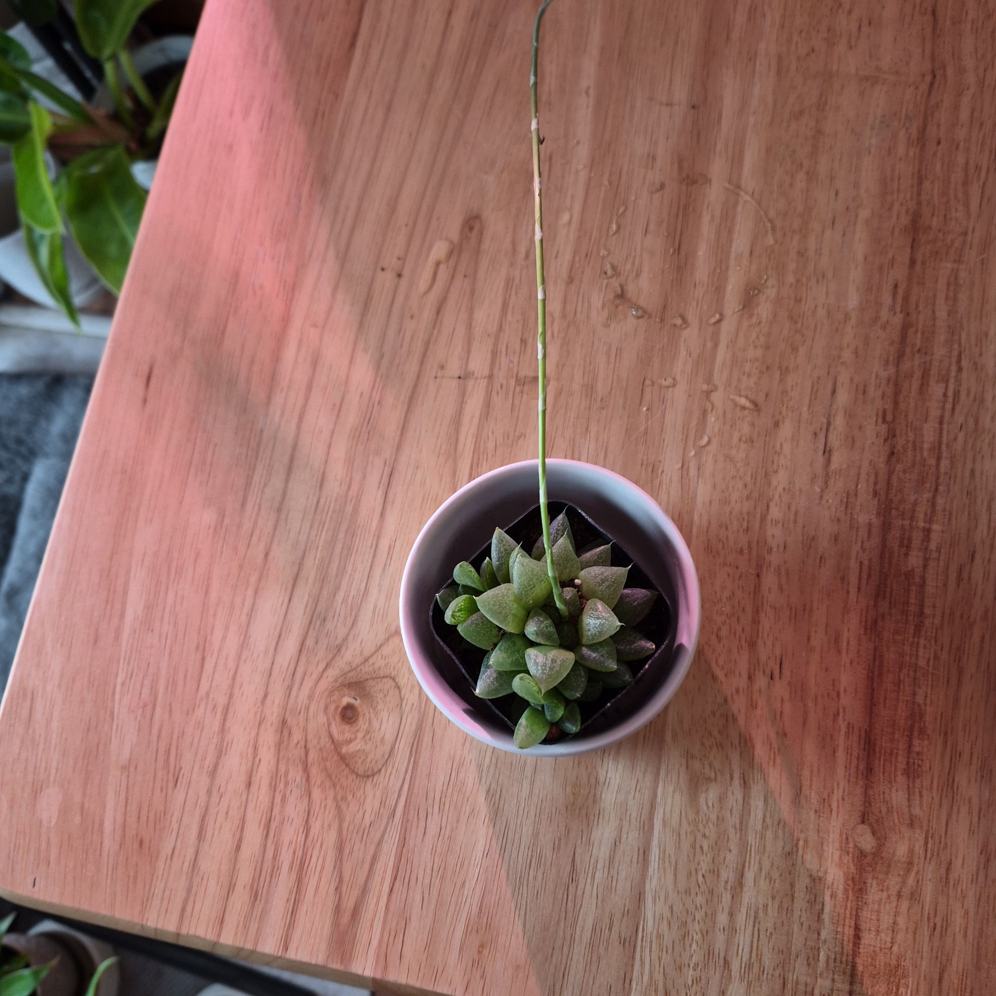 Photo of the plant species Windowpane Plant by @norahaefele named Demi on Greg, the plant care app