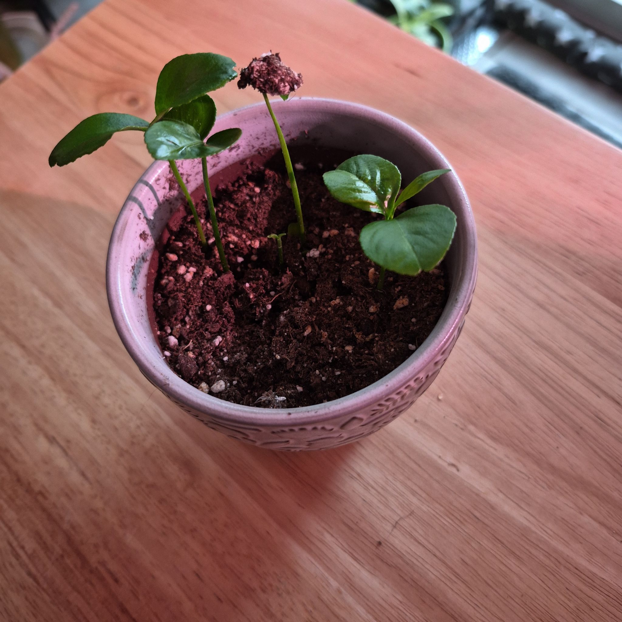 Photo of the plant species Grapefruit Tree by @norahaefele named Cleopatra on Greg, the plant care app
