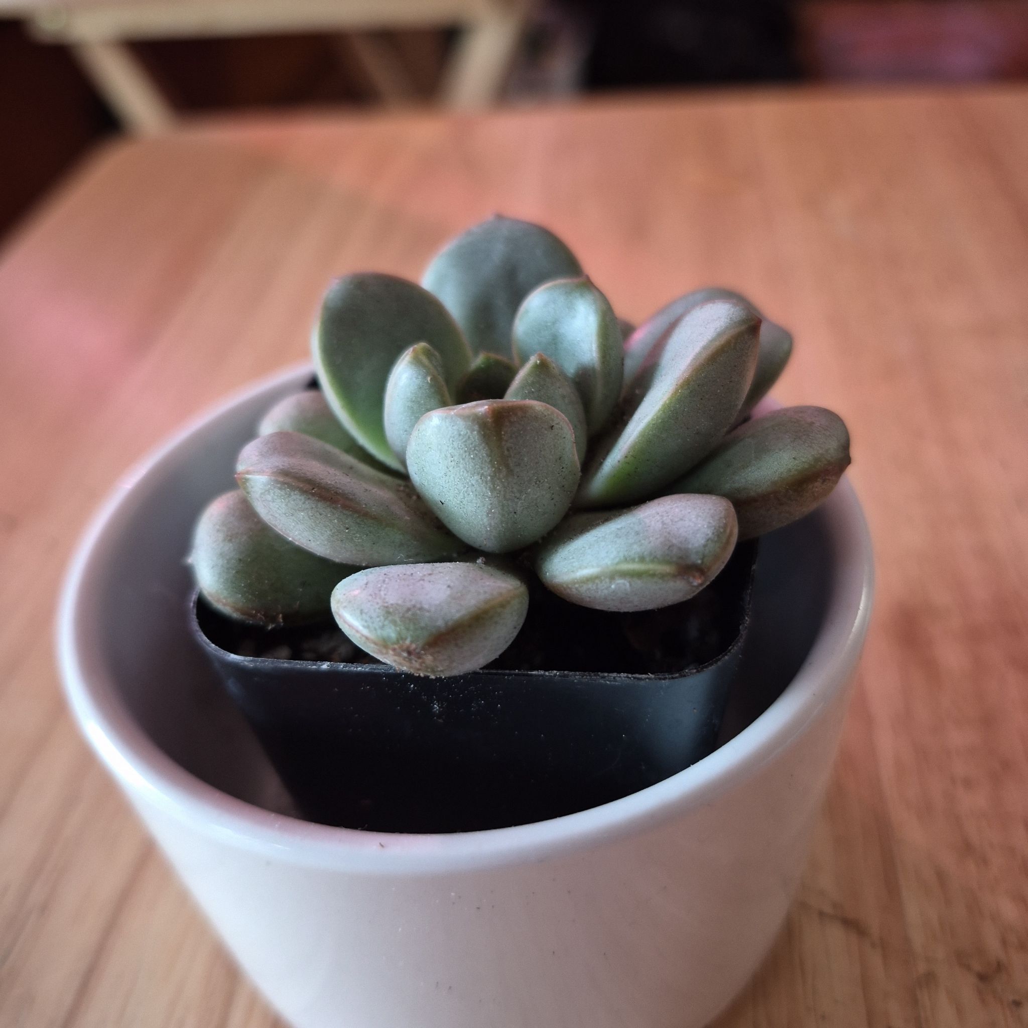 Photo of the plant species Graptoveria 'Amethorum' by @norahaefele named Forrest on Greg, the plant care app