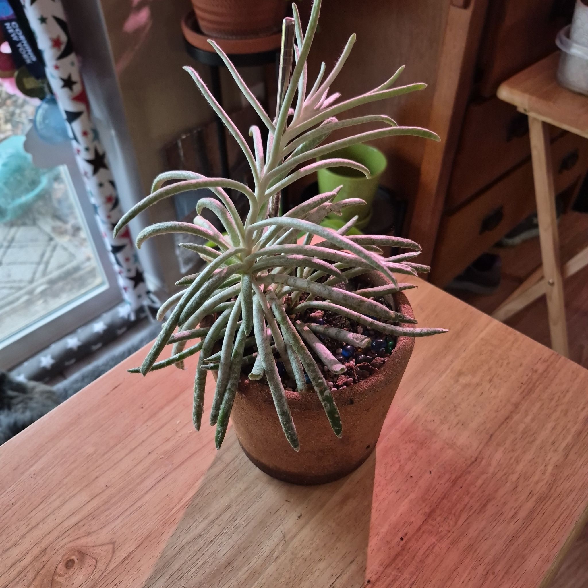 Photo of the plant species Senecio scaposus by @norahaefele named Spike Leaves on Greg, the plant care app