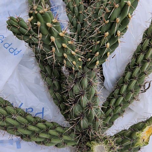 Photo of the plant species Cane Cholla by @GenuineQuenepa9 named Elina on Greg, the plant care app