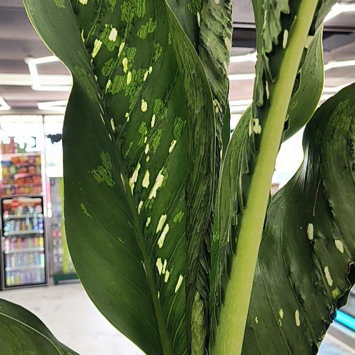Photo of the plant species Variegated Shell Ginger by @GenuineQuenepa9 named Remington on Greg, the plant care app