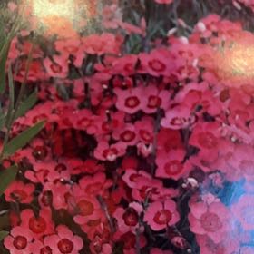Photo of the plant species Drummond's Phlox by @SpecialSedum63 named Surya on Greg, the plant care app