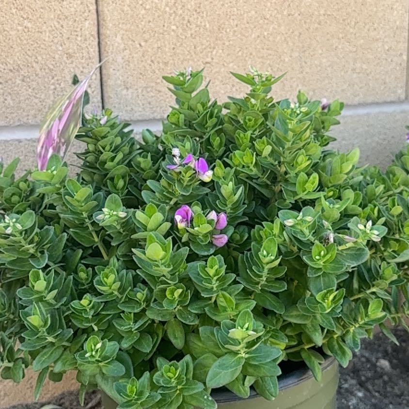Photo of the plant species Sweet Pea 'Petite Butterfly' by @HotGerbera19 named Kylie on Greg, the plant care app