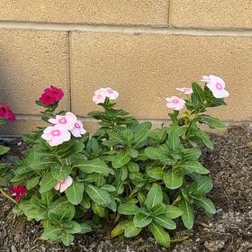 Photo of the plant species Periwinkles by @HotGerbera19 named Dolores on Greg, the plant care app