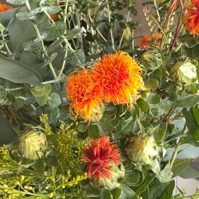 Photo of the plant species Safflower by @BackupMastic16 named Peter Parker on Greg, the plant care app