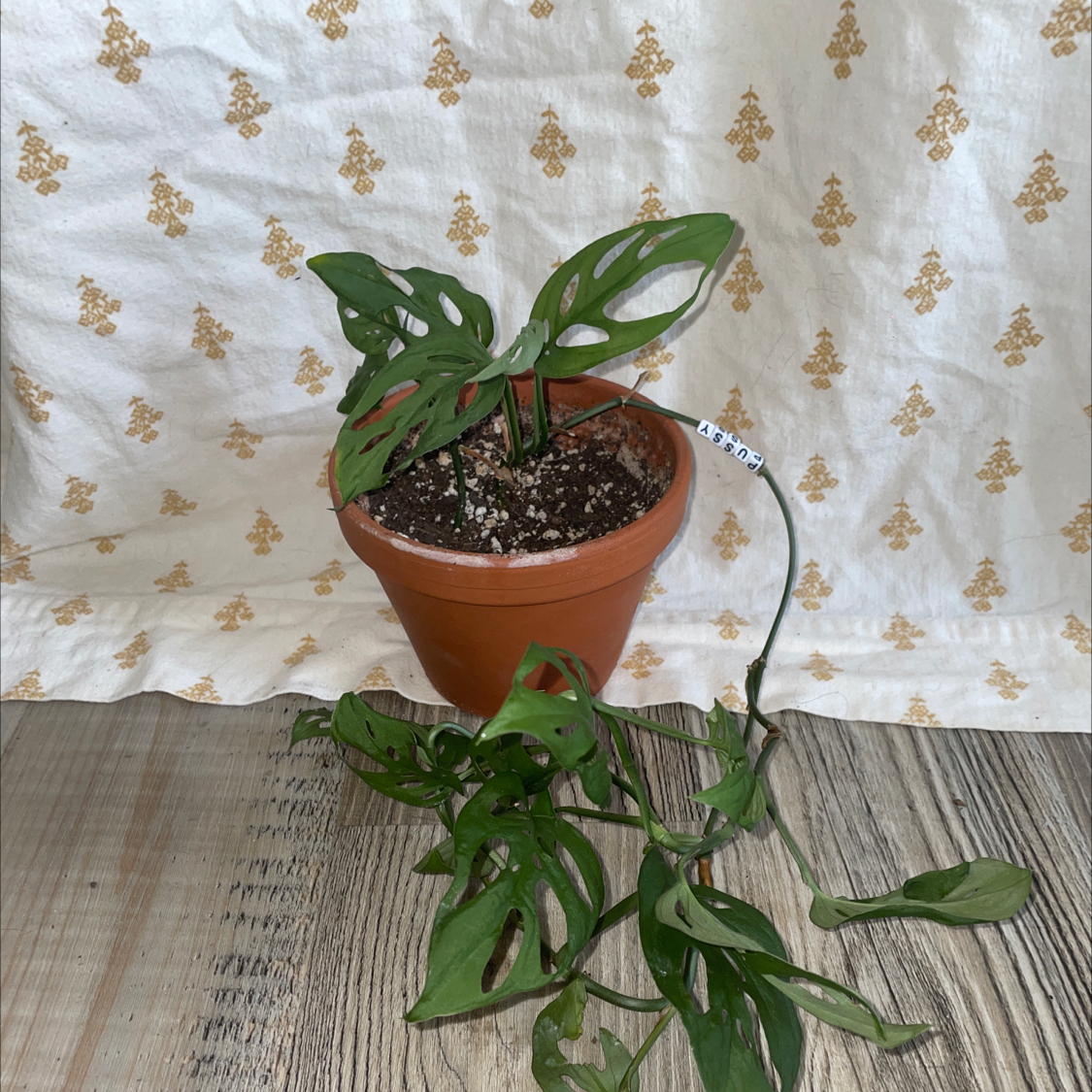 Photo of the plant species Swiss Cheese Plant by @sierrabeann named Swissy on Greg, the plant care app