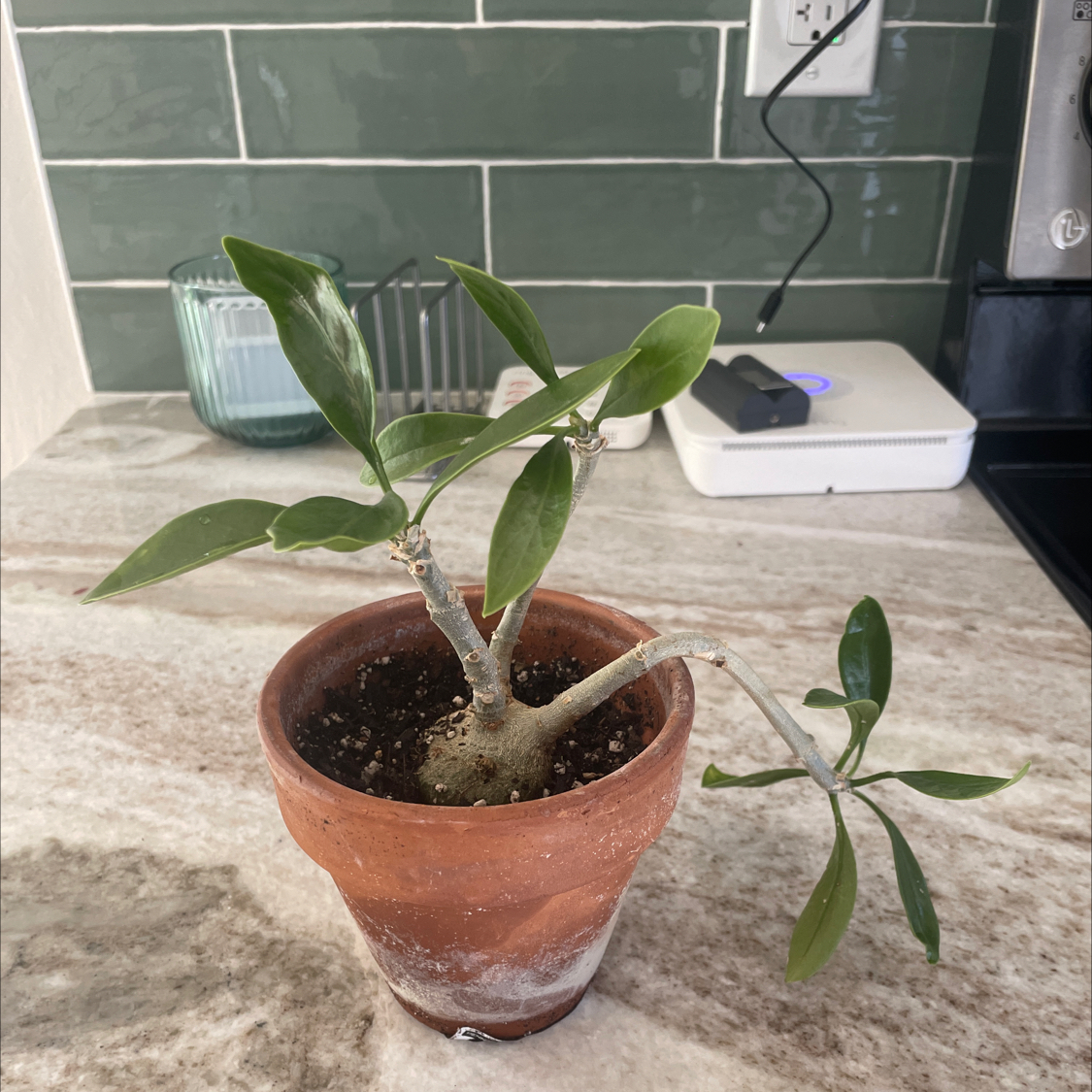 Photo of the plant species Ant Plant by @sierrabeann named Auntie Plauntie on Greg, the plant care app