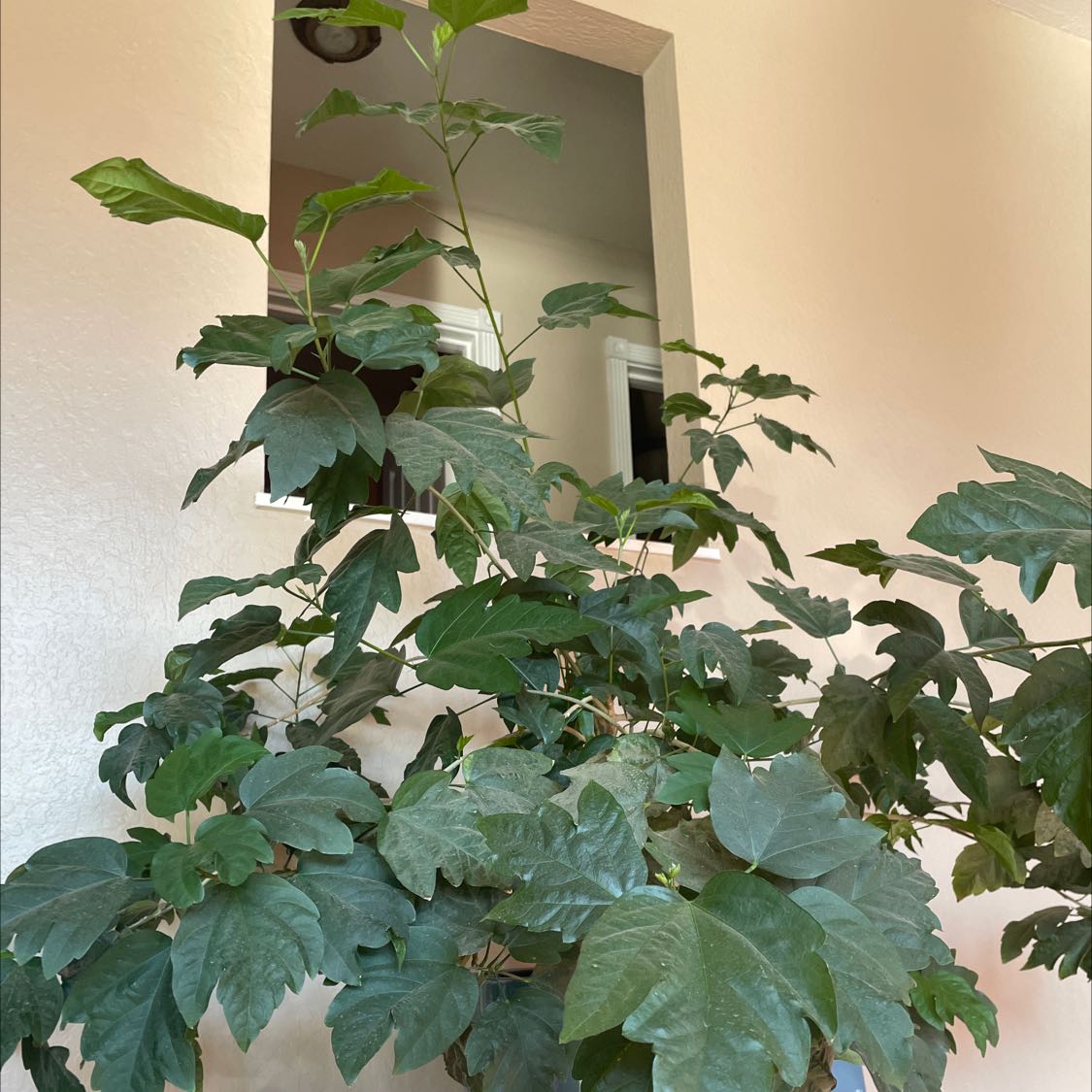 Healthy grape ivy houseplant with lush green foliage cascading from a hanging basket, free of any signs of disease or distress.
