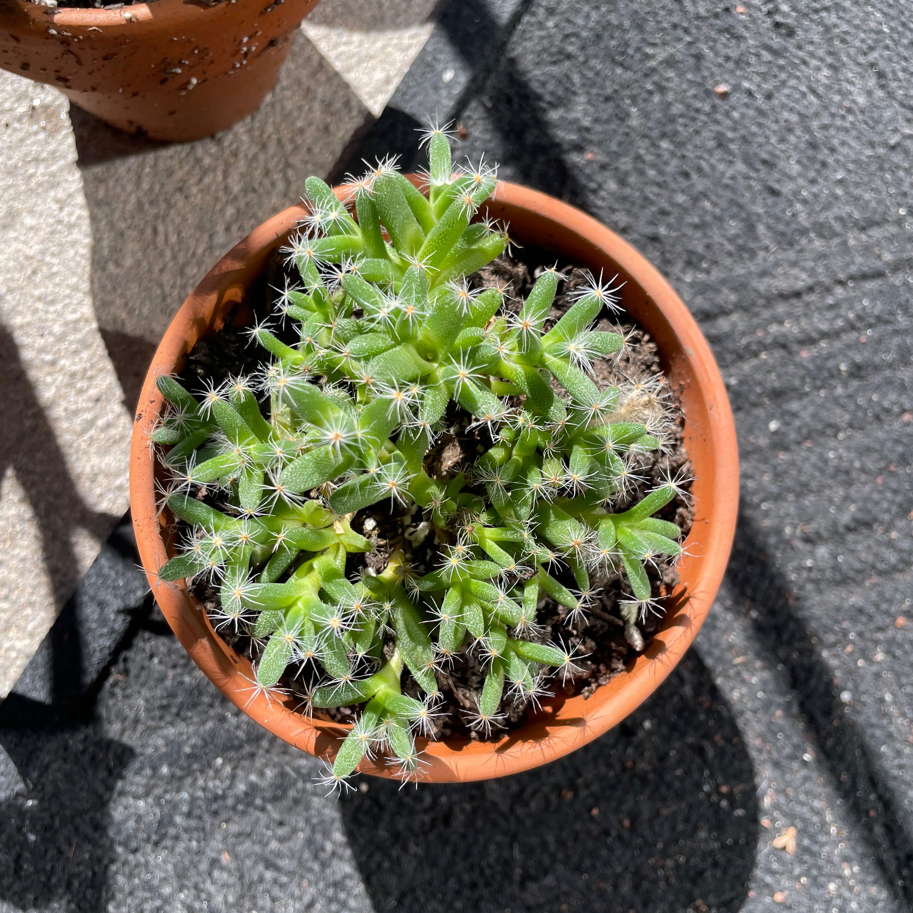 Potted Miniature Desert Rose plant with healthy green leaves.