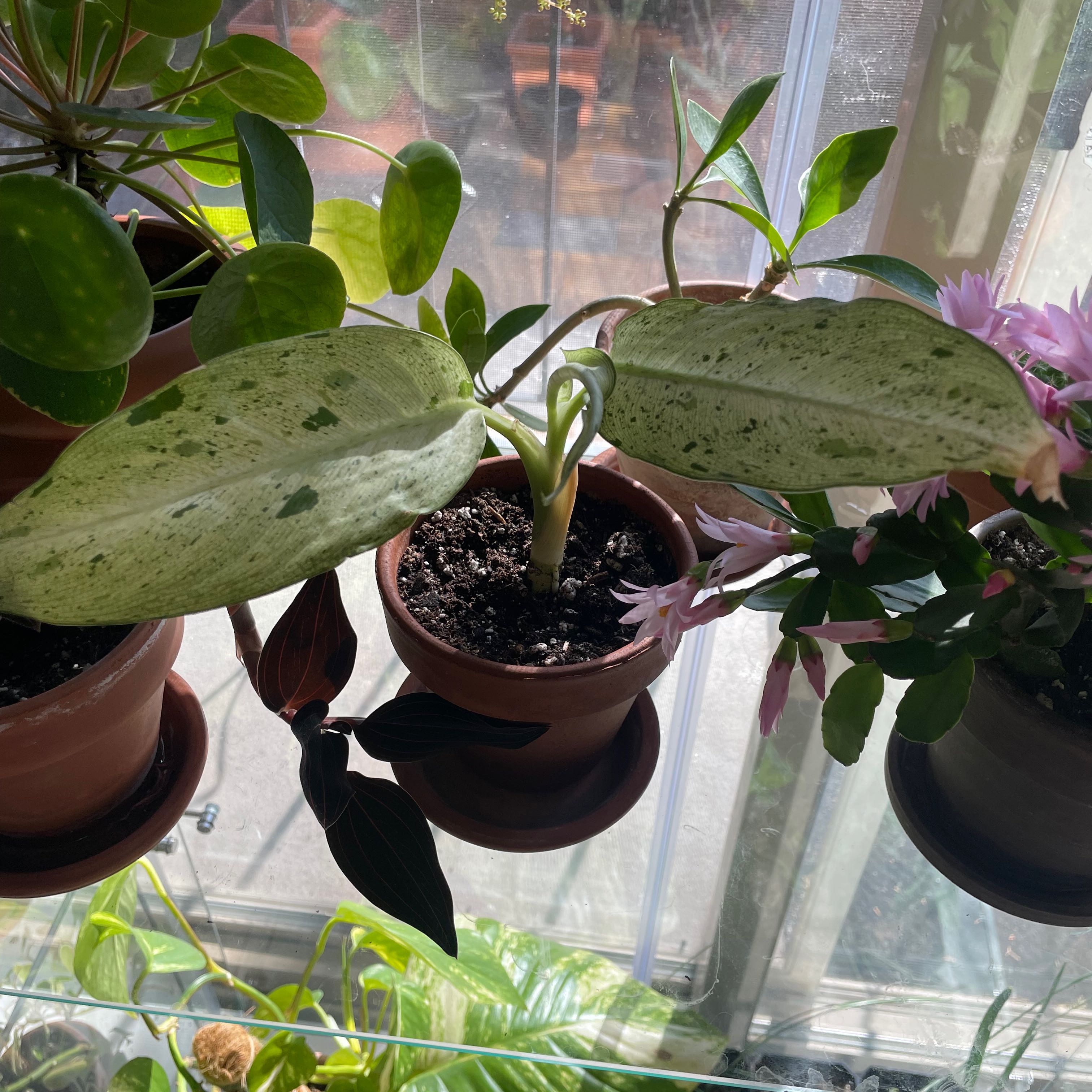 Dieffenbachia 'Camouflage' plant in a pot with visible soil, surrounded by other plants.