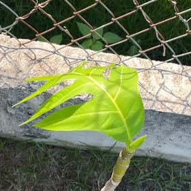 Photo of the plant species Breadfruit by @HipEmerald10 named Gaga on Greg, the plant care app