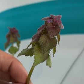 Photo of the plant species Purple Archangel by @MerryPeyote39 named Kardashian on Greg, the plant care app