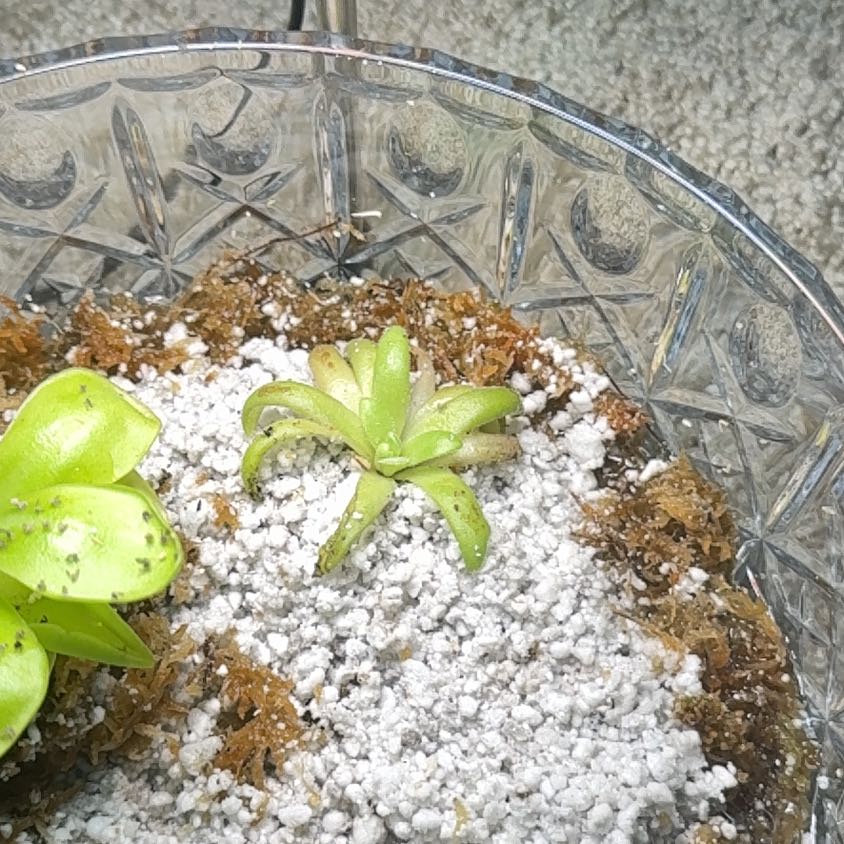 Photo of the plant species Small Butterwort by @EarthyIvy named Fernie Saunders on Greg, the plant care app