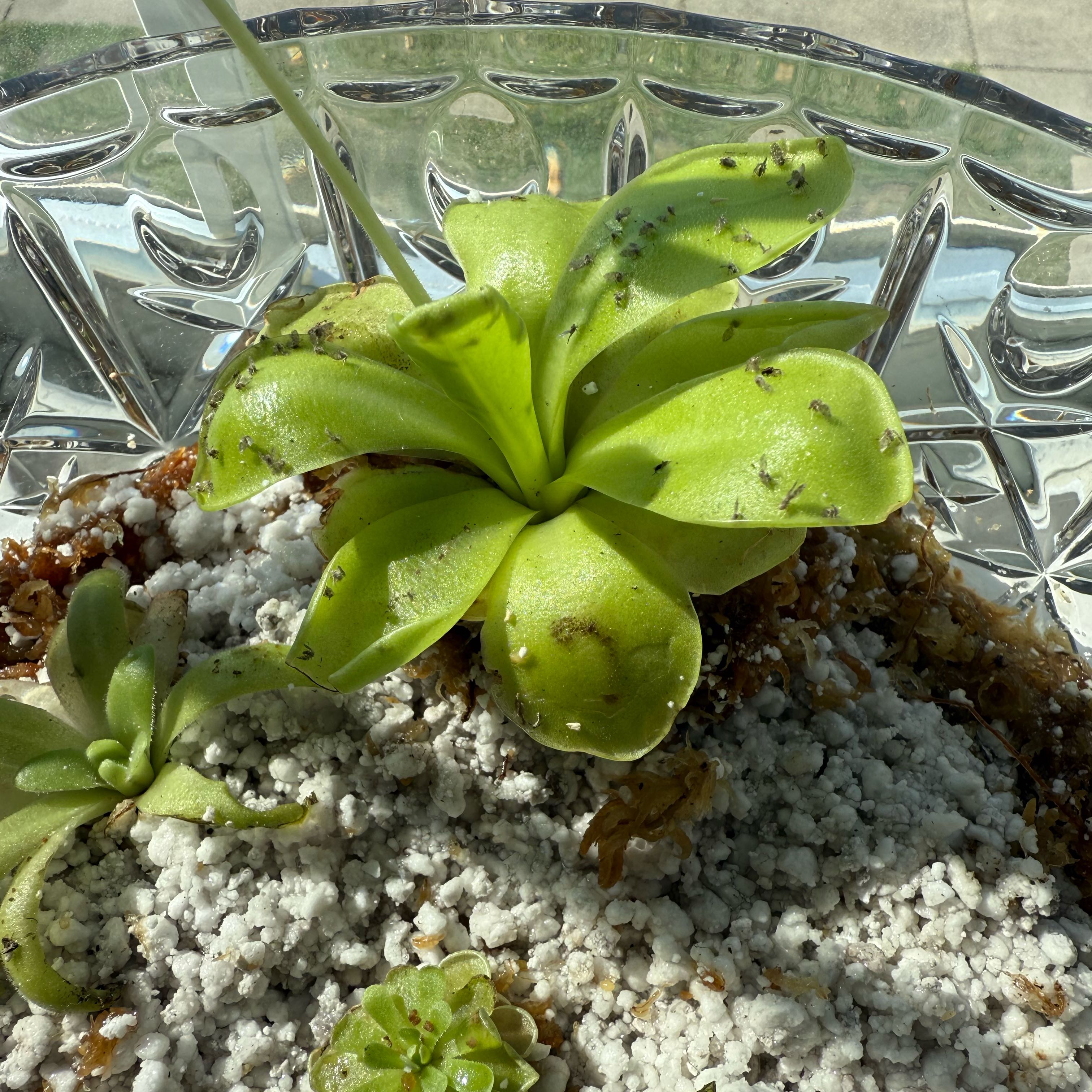 Photo of the plant species Tina Butterwort by @EarthyIvy named Queen on Greg, the plant care app