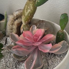 Photo of the plant species Rainbow Variegated Echeveria by @EarthyIvy named Tt on Greg, the plant care app