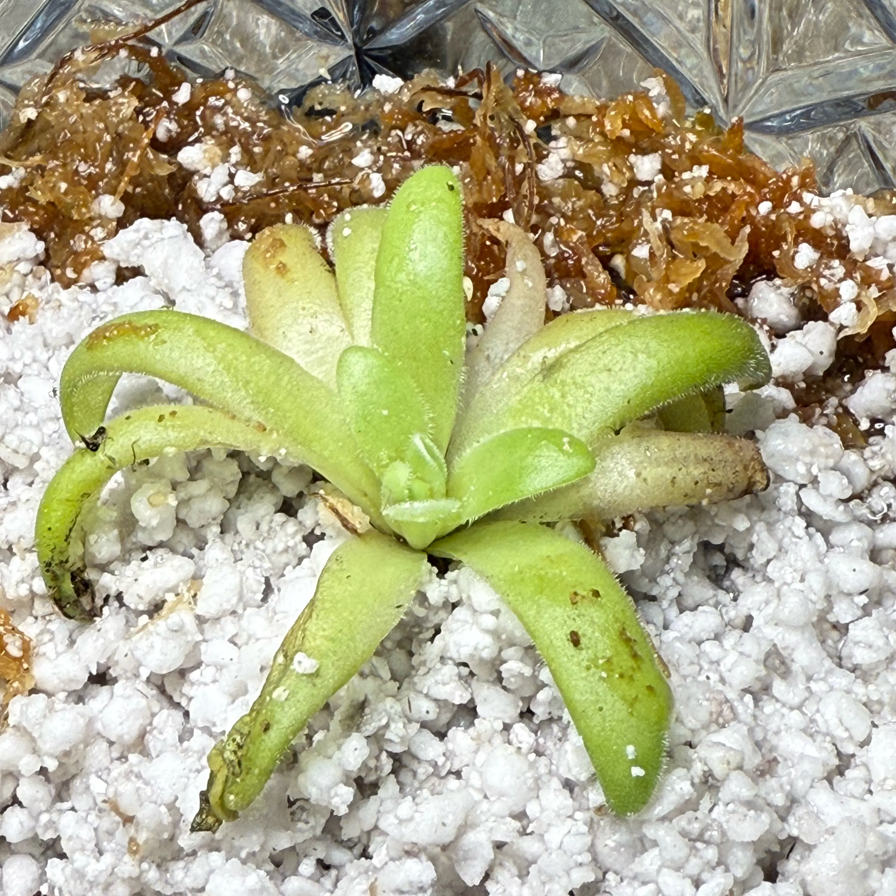 Photo of the plant species Pinguicula agnata gypsicola by @EarthyIvy named Harper on Greg, the plant care app