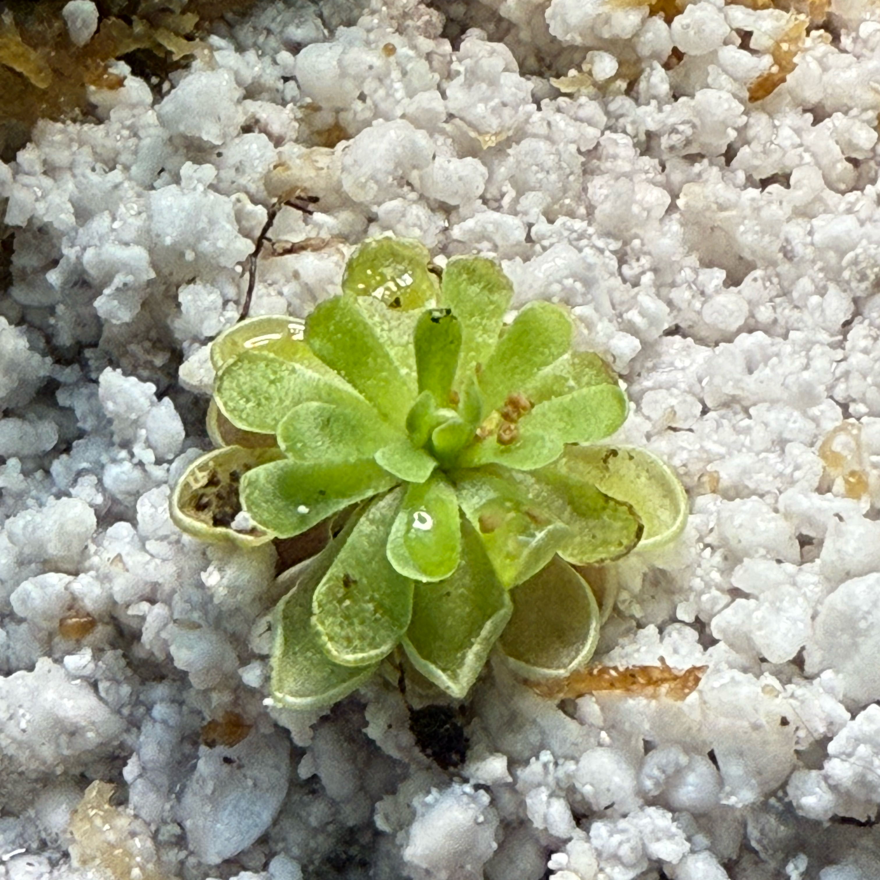 Photo of the plant species Pinguicula ehlersiae by @EarthyIvy named Sahara on Greg, the plant care app
