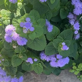 Plant care for Aneilema lamuense on Greg, the plant care app