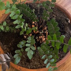Photo of the plant species Ebony Spleenwort by @ProCuttings63 named Eva on Greg, the plant care app