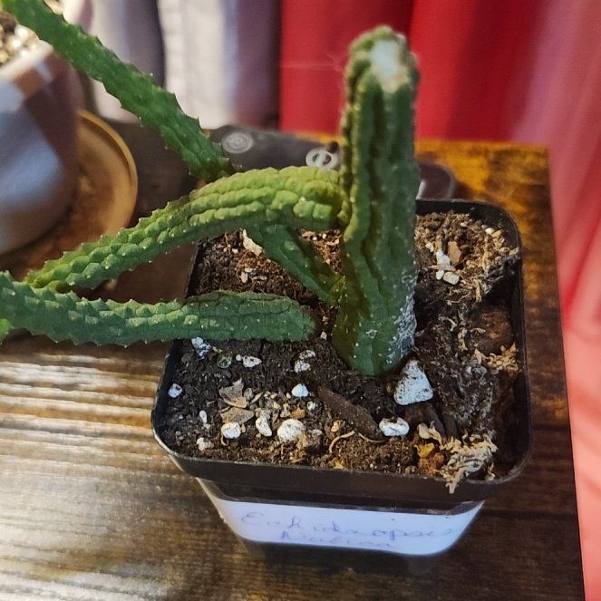 Photo of the plant species Echidnopsis nubica by @GuruChervil23 named Keanu Leaves on Greg, the plant care app