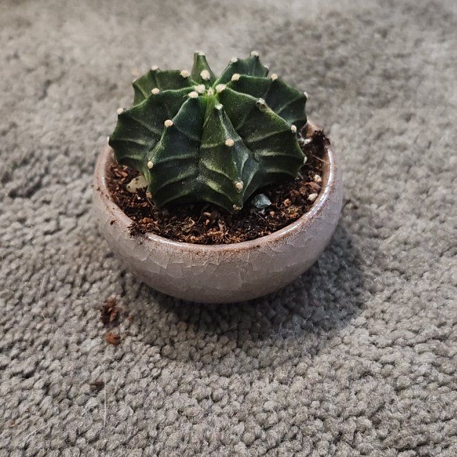 Photo of the plant species Twisted Rib Cactus 'Album' by @GuruChervil23 named Huckleberry Fern on Greg, the plant care app