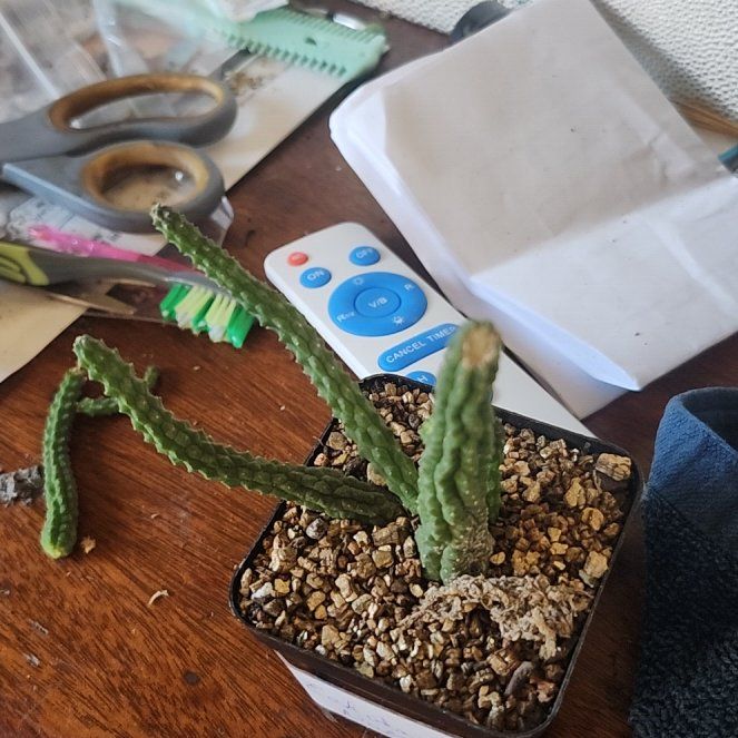 Photo of the plant species Echidnopsis nubica by @GuruChervil23 named Bigleef Smalls on Greg, the plant care app