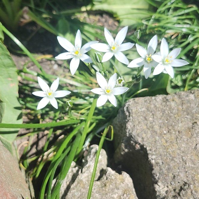 Photo of the plant species Star of Bethlehem by @GuruChervil23 named Miley on Greg, the plant care app