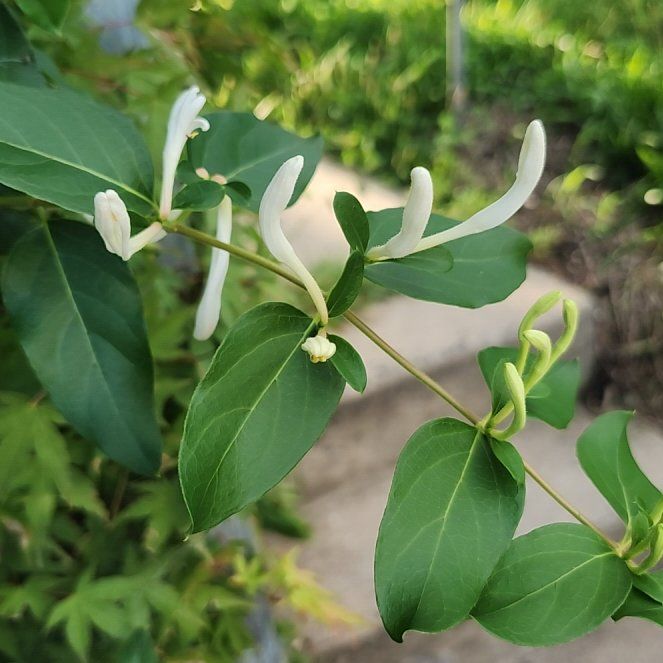 Photo of the plant species Japanese Honeysuckle by @GuruChervil23 named Peter Parker on Greg, the plant care app