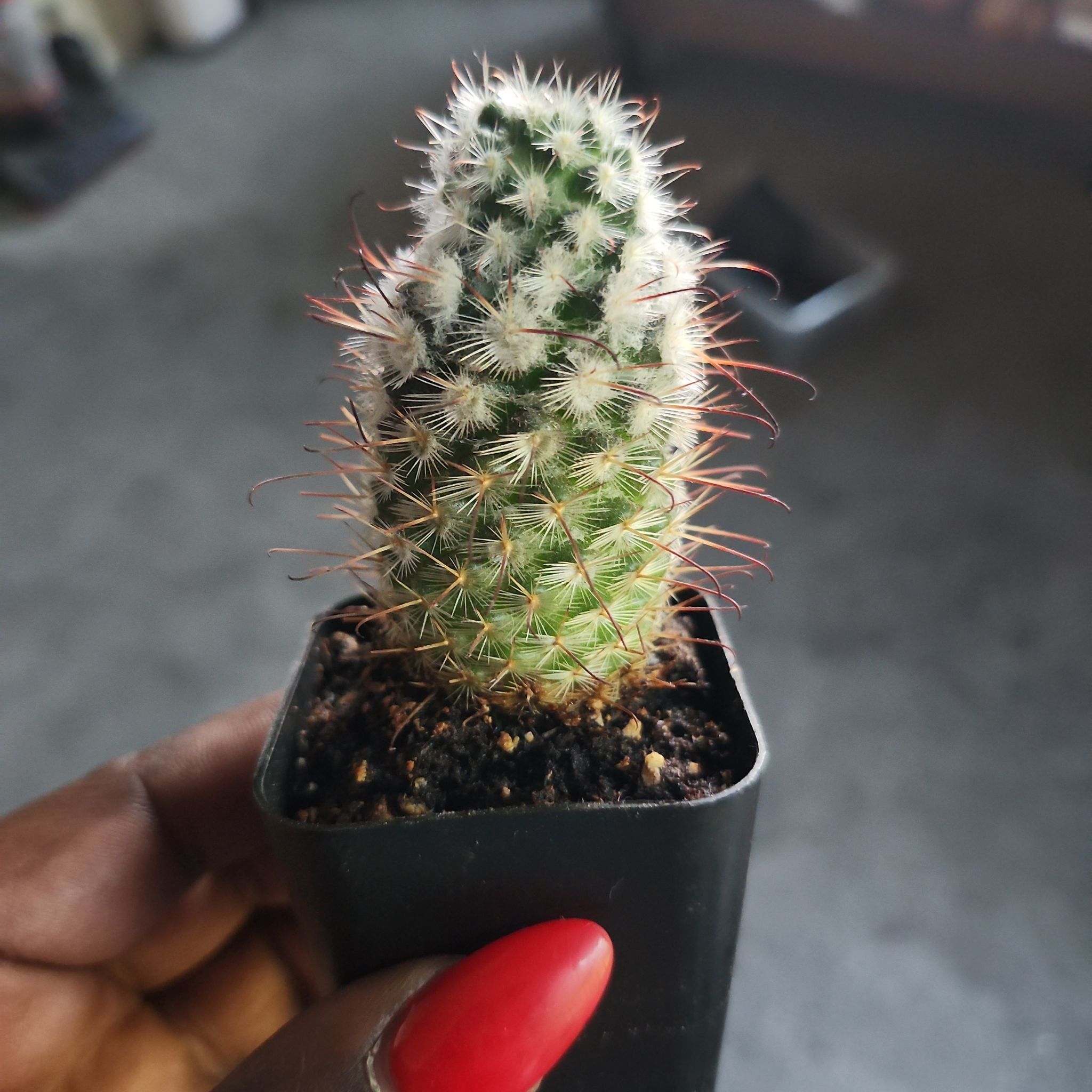 Photo of the plant species Mammillaria sheldonii by @GuruChervil23 named Sir Plancelot on Greg, the plant care app