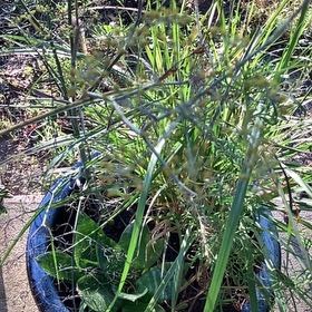 Photo of the plant species Tall Flatsedge by @AbleAdelinia75 named Oscar on Greg, the plant care app
