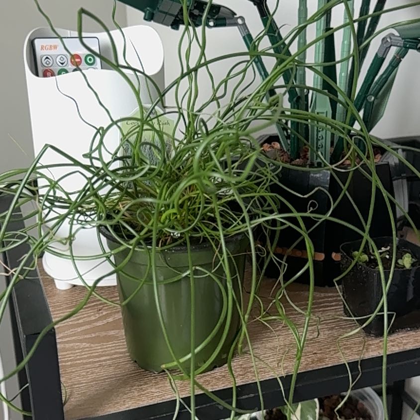 Photo of the plant species Corkscrew rush by @BigLychee14 named Dax on Greg, the plant care app