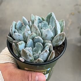 Photo of the plant species Pachyveria 'Powder Puff' by @GenialWavycap71 named Blossom, Buttercup & Bubbles on Greg, the plant care app