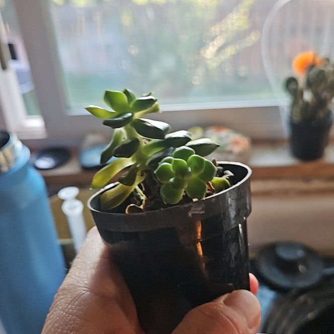 Photo of the plant species Echeveria 'Sleepy' by @MarvelChervil80 named Dolores on Greg, the plant care app