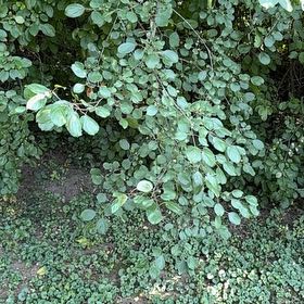 Photo of the plant species Common Buckthorn by @FairBluebill52 named Girlfrond on Greg, the plant care app