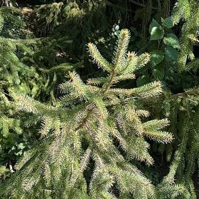 Photo of the plant species Sitka Spruce by @FairBluebill52 named James Dean on Greg, the plant care app