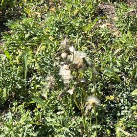 Photo of the plant species Canada Thistle by @FairBluebill52 named Harry on Greg, the plant care app