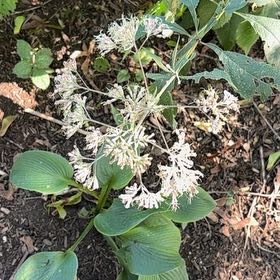 Photo of the plant species Ramsons by @FairBluebill52 named Pax on Greg, the plant care app