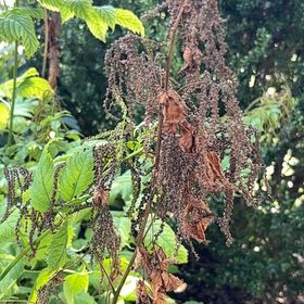 Photo of the plant species Buck's-Beard by @FairBluebill52 named Athena on Greg, the plant care app