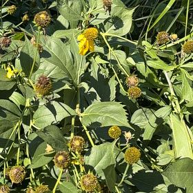 Photo of the plant species Sneezeweed by @FairBluebill52 named Marley on Greg, the plant care app