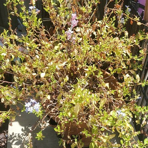 Photo of the plant species Blue Plumbago by @FairRockfig36 named D's plant on Greg, the plant care app