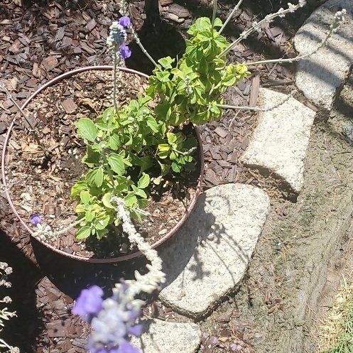 Photo of the plant species Mealycup Sage by @FairRockfig36 named Terra on Greg, the plant care app