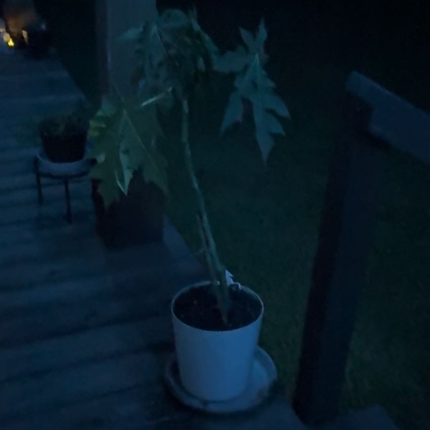 Photo of the plant species Castor Bean by @TenderAngelrope named Cleopatra on Greg, the plant care app