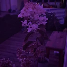 Photo of the plant species Hydrangea by @TenderAngelrope named Madonna on Greg, the plant care app