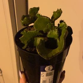 Photo of the plant species Euphorbia leucodendron f. cristata by @TidyCorrea24 named TBD on Greg, the plant care app