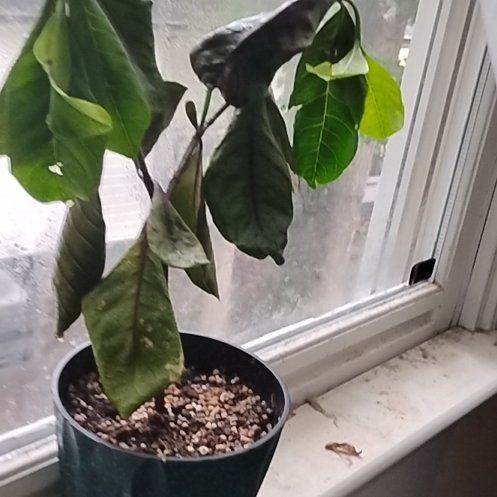 Photo of the plant species Tahitian Gardenia by @AdonicAglaonema named Bobbie on Greg, the plant care app
