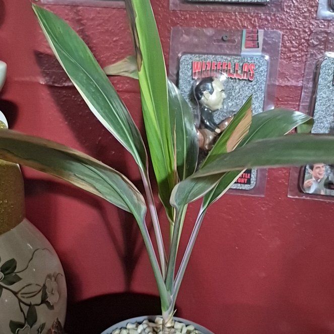 Photo of the plant species Cordyline fruticosa 'Pink Diamond' by @TangibleCowbane named Drake on Greg, the plant care app