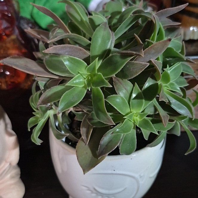 Photo of the plant species Jolly Green Aeonium by @TangibleCowbane named Nithin on Greg, the plant care app