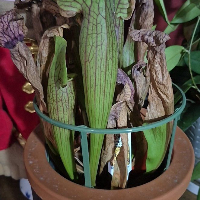 Photo of the plant species Sarracenia Hybrid by @TangibleCowbane named Sherlock on Greg, the plant care app